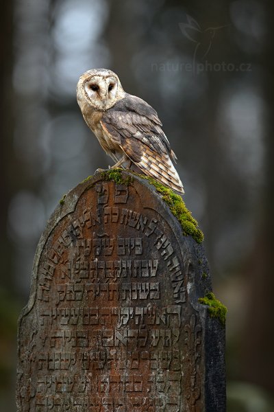 Sova pálená (Tyto alba)