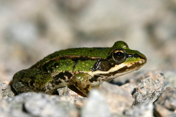 Skokan zelený (Rana esculenta), Skokan zelený (Rana esculenta), Edible Frog, Teichfrosch, Autor: Ondřej Prosický, Model aparátu: Canon EOS 300D DIGITAL, Objektiv: Canon EF 100mm f/2.8 Macro USM, Ohnisková vzdálenost: 100.00 mm, fotografováno z ruky, Clona: 7.1, Doba expozice: 1/500 s, ISO: 100, Vyvážení expozice: -1/3 EV, Blesk: Ne, Vytvořeno: 28. července 2004 15:52, CHKO Třeboňsko (ČR)