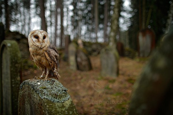 Sova pálená (Tyto alba)