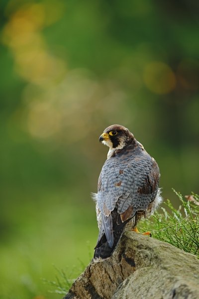 Sokol stěhovavý (Falco peregrinus)