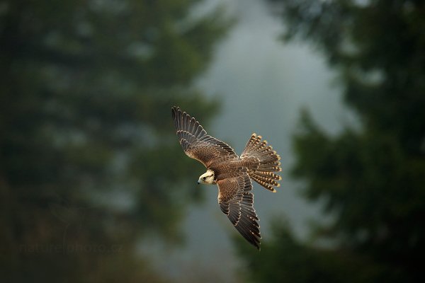 Raroh jižní (Falco biarmicus)