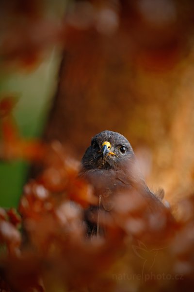 Káně lesní (Buteo buteo)