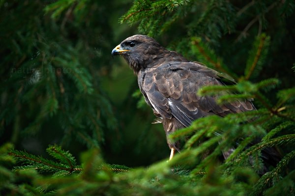 Káně lesní (Buteo buteo)