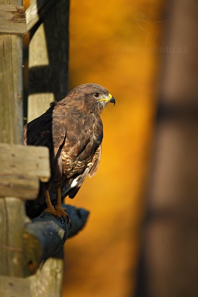 Káně lesní (Buteo buteo)