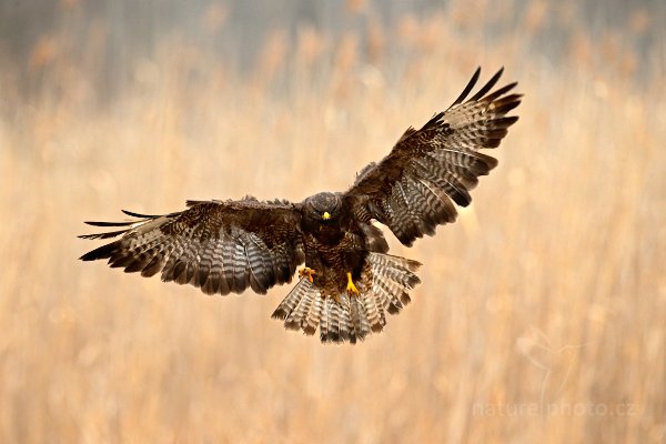 Káně lesní (Buteo buteo)