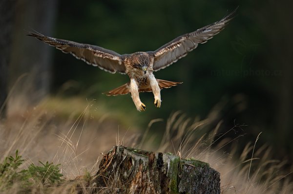 Káně rudochvostá (Buteo jamaicensis)