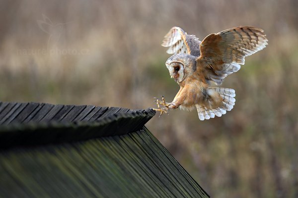 Sova pálená (Tyto alba)