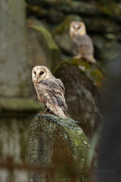 Sova pálená (Tyto alba)