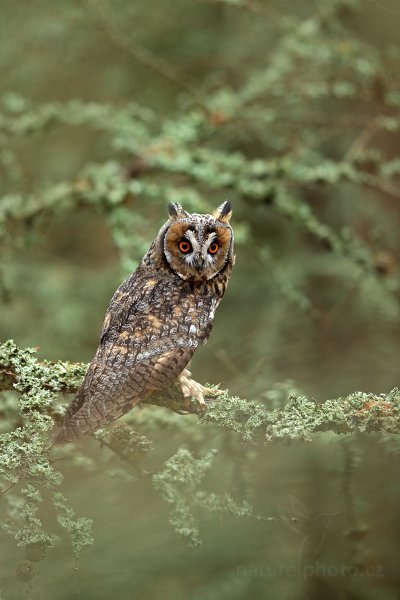 Kalous ušatý (Asio otus), Kalous ušatý (Asio otus) Long-eared Owl, Autor: Ondřej Prosický | NaturePhoto.cz, Model: Canon EOS-1D X, Objektiv: Canon EF 600mm f/4 L IS II USM, stativ Gitzo, Clona: 4.0, Doba expozice: 1/250 s, ISO: 500, Kompenzace expozice: 0, Blesk: Ne, Vytvořeno: 25. listopadu 2012 10:53:39, zvíře v lidské péči, Herálec, Vysočina (Česko) 