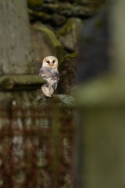 Sova pálená (Tyto alba)