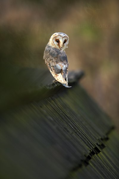 Sova pálená (Tyto alba)