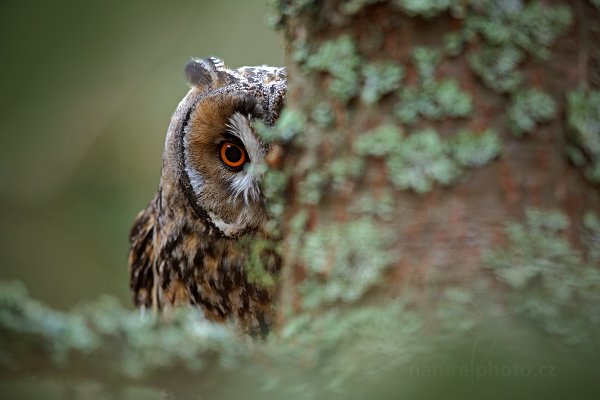 Kalous ušatý (Asio otus), Kalous ušatý (Asio otus) Long-eared Owl, Autor: Ondřej Prosický | NaturePhoto.cz, Model: Canon EOS-1D X, Objektiv: Canon EF 600mm f/4 L IS II USM, stativ Gitzo, Clona: 5.0, Doba expozice: 1/200 s, ISO: 1250, Kompenzace expozice: 0, Blesk: Ne, Vytvořeno: 25. listopadu 2012 11:05:35, zvíře v lidské péči, Herálec, Vysočina (Česko)