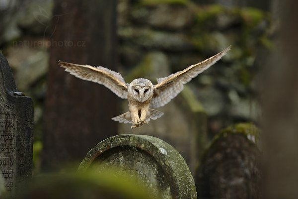 Sova pálená (Tyto alba)