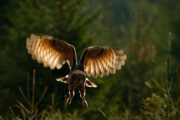 Výr velký (Bubo bubo)