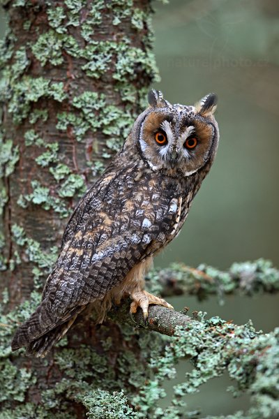 Kalous ušatý (Asio otus), Kalous ušatý (Asio otus) Long-eared Owl, Autor: Ondřej Prosický | NaturePhoto.cz, Model: Canon EOS-1D X, Objektiv: Canon EF 600mm f/4 L IS II USM, stativ Gitzo, Clona: 4.0, Doba expozice: 1/160 s, ISO: 500, Kompenzace expozice: 0, Blesk: Ne, Vytvořeno: 25. listopadu 2012 10:55:24, zvíře v lidské péči, Herálec, Vysočina (Česko) 