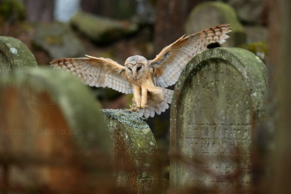 Sova pálená (Tyto alba)