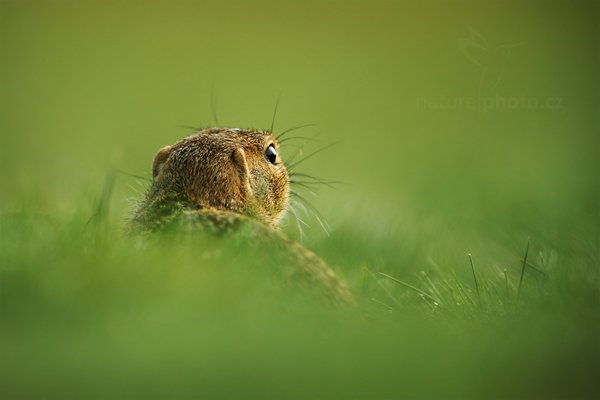 Sysel obecný (Spermophilus citellus), Sysel obecný (Spermophilus citellus), European Ground Squirrel, Autor: Ondřej Prosický | NaturePhoto.cz, Model: Canon EOS-1D X, Objektiv: Canon EF 400mm f/2.8 L IS II USM + TC Canon 2x, stativ Gitzo, Clona: 6.3, Doba expozice: 1/800 s, ISO: 640, Kompenzace expozice: +1/3, Blesk: Ne, 12. srpna 2012 8:46:34, Mladá Boleslav (Česko)