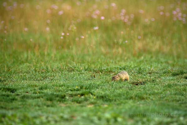 Sysel obecný (Spermophilus citellus), Sysel obecný (Spermophilus citellus), European Ground Squirrel, Autor: Ondřej Prosický | NaturePhoto.cz, Model: Canon EOS-1D X, Objektiv: Canon EF 400mm f/2.8 L IS II USM + TC Canon 2x, stativ Gitzo, Clona: 6.3, Doba expozice: 1/800 s, ISO: 640, Kompenzace expozice: +1/3, Blesk: Ne, 12. srpna 2012 8:43:16, Mladá Boleslav (Česko)