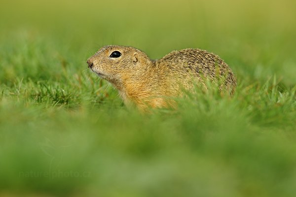 Sysel obecný (Spermophilus citellus), Sysel obecný (Spermophilus citellus), European Ground Squirrel, Autor: Ondřej Prosický | NaturePhoto.cz, Model: Canon EOS-1D X, Objektiv: Canon EF 400mm f/2.8 L IS II USM + TC Canon 2x, stativ Gitzo, Clona: 8.0, Doba expozice: 1/640 s, ISO: 500, Kompenzace expozice: +1/3, Blesk: Ne, 12. srpna 2012 8:54:54, Mladá Boleslav (Česko) 