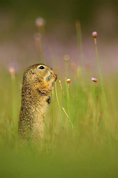 Sysel obecný (Spermophilus citellus), Sysel obecný (Spermophilus citellus), European Ground Squirrel, Autor: Ondřej Prosický | NaturePhoto.cz, Model: Canon EOS-1D X, Objektiv: Canon EF 400mm f/2.8 L IS II USM + TC Canon 2x, stativ Gitzo, Clona: 7.1, Doba expozice: 1/800 s, ISO: 320, Kompenzace expozice: +1/3, Blesk: Ne, 12. srpna 2012 9:05:47, Mladá Boleslav (Česko) 