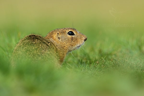 Sysel obecný (Spermophilus citellus), Sysel obecný (Spermophilus citellus), European Ground Squirrel, Autor: Ondřej Prosický | NaturePhoto.cz, Model: Canon EOS-1D X, Objektiv: Canon EF 400mm f/2.8 L IS II USM + TC Canon 2x, stativ Gitzo, Clona: 8.0, Doba expozice: 1/640 s, ISO: 640, Kompenzace expozice: +1/3, Blesk: Ne, 12. srpna 2012 8:53:40, Mladá Boleslav (Česko) 