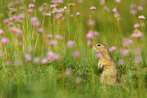 Sysel obecný (Spermophilus citellus), Sysel obecný (Spermophilus citellus), European Ground Squirrel, Autor: Ondřej Prosický | NaturePhoto.cz, Model: Canon EOS-1D X, Objektiv: Canon EF 400mm f/2.8 L IS II USM + TC Canon 2x, stativ Gitzo, Clona: 7.1, Doba expozice: 1/400 s, ISO: 100, Kompenzace expozice: -1/3, Blesk: Ne, 12. srpna 2012 9:19:21, Mladá Boleslav (Česko) 