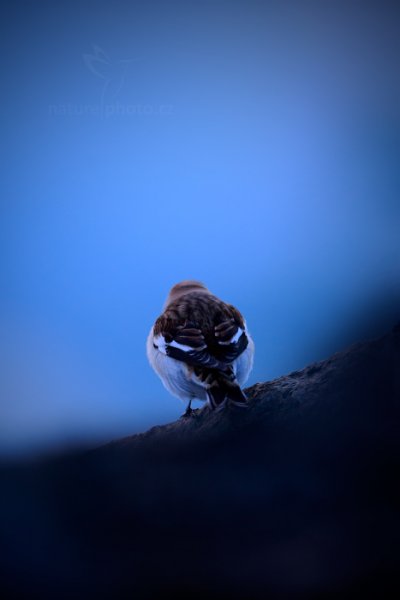 Sněhule severní (Plectrophenax nivalis), Sněhule severní (Plectrophenax nivalis) Snow Bunting, Autor: Ondřej Prosický | NaturePhoto.cz, Model: Canon EOS-1D X, Objektiv: Canon EF 400mm f/2.8 L IS USM II, fotografováno z ruky, Clona: 3.2, Doba expozice: 1/30 s, ISO: 800, Kompenzace expozice: -1/3, Blesk: Ne, Vytvořeno: 29. března 2013 20:04:16, Jökulsárlón Glacier Lagoon (Island)