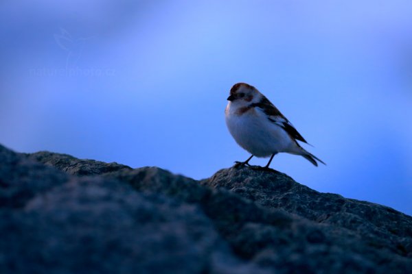 Sněhule severní (Plectrophenax nivalis), Sněhule severní (Plectrophenax nivalis) Snow Bunting, Autor: Ondřej Prosický | NaturePhoto.cz, Model: Canon EOS-1D X, Objektiv: Canon EF 400mm f/2.8 L IS USM II, fotografováno z ruky, Clona: 3.5, Doba expozice: 1/200 s, ISO: 1250, Kompenzace expozice: -1 2/3, Blesk: Ne, Vytvořeno: 29. března 2013 20:03:39, Jökulsárlón Glacier Lagoon (Island) 