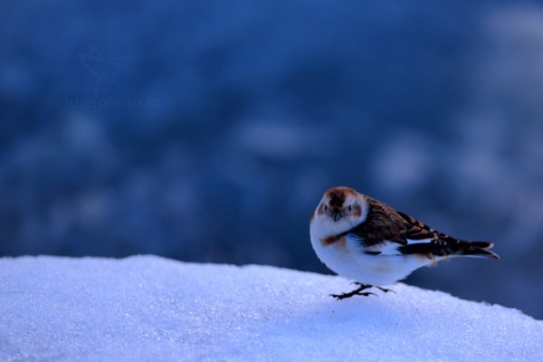 Sněhule severní (Plectrophenax nivalis), Sněhule severní (Plectrophenax nivalis) Snow Bunting, Autor: Ondřej Prosický | NaturePhoto.cz, Model: Canon EOS-1D X, Objektiv: Canon EF 400mm f/2.8 L IS USM II, fotografováno z ruky, Clona: 3.2, Doba expozice: 1/30 s, ISO: 800, Kompenzace expozice: -1/3, Blesk: Ne, Vytvořeno: 29. března 2013 20:05:01, Jökulsárlón Glacier Lagoon (Island)  