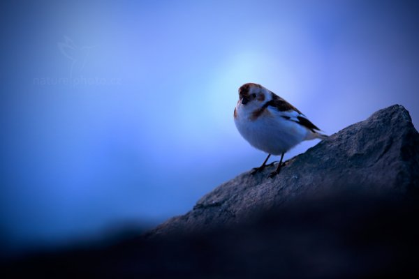 Sněhule severní (Plectrophenax nivalis), Sněhule severní (Plectrophenax nivalis) Snow Bunting, Autor: Ondřej Prosický | NaturePhoto.cz, Model: Canon EOS-1D X, Objektiv: Canon EF 400mm f/2.8 L IS USM II, fotografováno z ruky, Clona: 3.2, Doba expozice: 1/50 s, ISO: 800, Kompenzace expozice: -1/3, Blesk: Ne, Vytvořeno: 29. března 2013 20:04:04, Jökulsárlón Glacier Lagoon (Island)