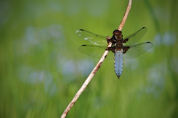 Vážka ploská (Libellula depressa)