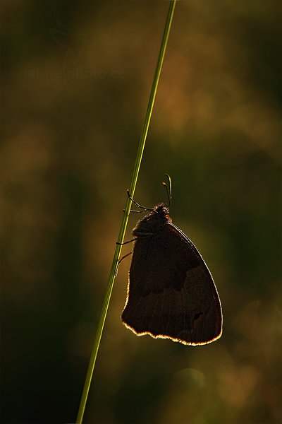 Okáč luční  (Maniola jurtina), Okáč luční Maniola jurtina Meadow Brown, Prachaticko, Šumava (Česko)