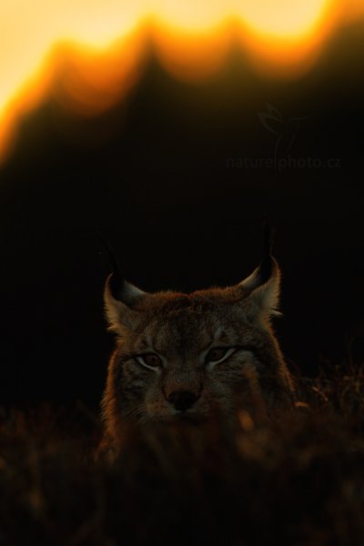 Rys ostrovid (Lynx lynx), Rys ostrovid (Lynx lynx) Eurasian Lynx, Autor: Ondřej Prosický | NaturePhoto.cz, Model: Canon EOS-1D X, Objektiv: Canon EF 400mm f/2.8 L IS USM II, fotografováno z ruky, Clona: 5.0, Doba expozice: 1/250 s, ISO: 250, Kompenzace expozice: -1 2/3, Blesk: Ne, Vytvořeno: 13. dubna 2013 18:24:03, ochočená šelma, Herálec, Vysočina (Česko)