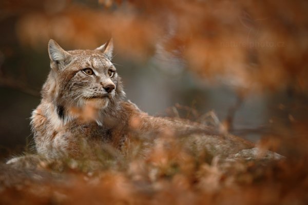 Rys ostrovid (Lynx lynx), Rys ostrovid (Lynx lynx) Eurasian Lynx, Autor: Ondřej Prosický | NaturePhoto.cz, Model: Canon EOS-1D X, Objektiv: Canon EF 400mm f/2.8 L IS USM II, fotografováno z ruky, Clona: 3.5, Doba expozice: 1/1000 s, ISO: 640, Kompenzace expozice: -2/3, Blesk: Ne, Vytvořeno: 13. dubna 2013 13:01:47, ochočená šelma, Herálec, Vysočina (Česko) 