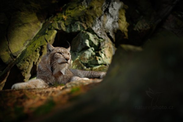 Rys ostrovid (Lynx lynx), Rys ostrovid (Lynx lynx) Eurasian Lynx, Autor: Ondřej Prosický | NaturePhoto.cz, Model: Canon EOS-1D X, Objektiv: Canon EF 24mm f/1.4 II L USM, fotografováno z ruky, Clona: 1.4, Doba expozice: 1/1600 s, ISO: 125, Kompenzace expozice: -1 1/3, Blesk: Ne, Vytvořeno: 13. dubna 2013 14:01:40, ochočená šelma, Herálec, Vysočina (Česko)