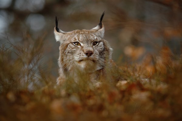 Rys ostrovid (Lynx lynx), Rys ostrovid (Lynx lynx) Eurasian Lynx, Autor: Ondřej Prosický | NaturePhoto.cz, Model: Canon EOS-1D X, Objektiv: Canon EF 400mm f/2.8 L IS USM II, fotografováno z ruky, Clona: 3.5, Doba expozice: 1/1000 s, ISO: 640, Kompenzace expozice: -2/3, Blesk: Ne, Vytvořeno: 13. dubna 2013 13:01:47, ochočená šelma, Herálec, Vysočina (Česko) 