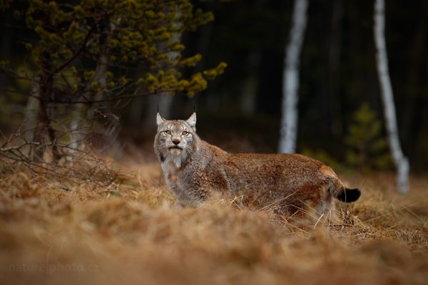 Rys ostrovid (Lynx lynx), Rys ostrovid (Lynx lynx) Eurasian Lynx, Autor: Ondřej Prosický | NaturePhoto.cz, Model: Canon EOS-1D X, Objektiv: Canon EF 400mm f/2.8 L IS USM II, fotografováno z ruky, Clona: 5.6, Doba expozice: 1/320 s, ISO: 400, Kompenzace expozice: -2/3, Blesk: Ne, Vytvořeno: 13. dubna 2013 8:48:15, ochočená šelma, Herálec, Vysočina (Česko)