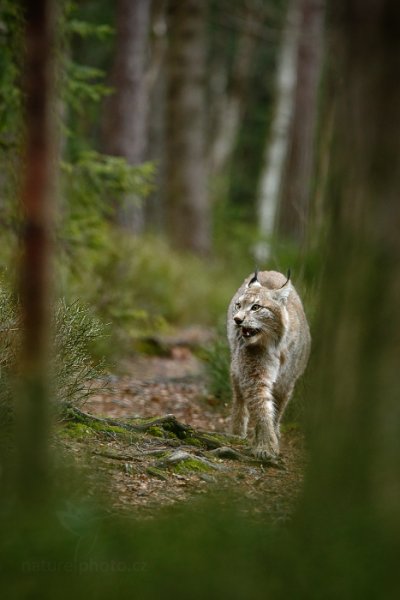 Rys ostrovid (Lynx lynx), Rys ostrovid (Lynx lynx) Eurasian Lynx, Autor: Ondřej Prosický | NaturePhoto.cz, Model: Canon EOS-1D X, Objektiv: Canon EF 400mm f/2.8 L IS USM II, fotografováno z ruky, Clona: 4.5, Doba expozice: 1/800 s, ISO: 2000, Kompenzace expozice: -2/3, Blesk: Ne, Vytvořeno: 13. dubna 2013 8:02:46, ochočená šelma, Herálec, Vysočina (Česko)