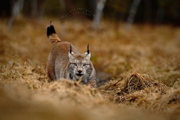 Rys ostrovid (Lynx lynx), Rys ostrovid (Lynx lynx) Eurasian Lynx, Autor: Ondřej Prosický | NaturePhoto.cz, Model: Canon EOS-1D X, Objektiv: Canon EF 400mm f/2.8 L IS USM II, fotografováno z ruky, Clona: 5.6, Doba expozice: 1/640 s, ISO: 400, Kompenzace expozice: -2/3, Blesk: Ne, Vytvořeno: 13. dubna 2013 8:52:03, ochočená šelma, Herálec, Vysočina (Česko) 