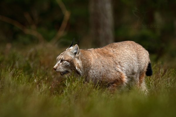 Rys ostrovid (Lynx lynx), Rys ostrovid (Lynx lynx) Eurasian Lynx, Autor: Ondřej Prosický | NaturePhoto.cz, Model: Canon EOS-1D X, Objektiv: Canon EF 400mm f/2.8 L IS USM II, fotografováno z ruky, Clona: 5.6, Doba expozice: 1/640 s, ISO: 2000, Kompenzace expozice: -1/3, Blesk: Ne, Vytvořeno: 13. dubna 2013 9:35:54, ochočená šelma, Herálec, Vysočina (Česko)