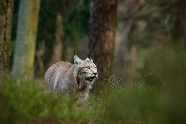 Rys ostrovid (Lynx lynx), Rys ostrovid (Lynx lynx) Eurasian Lynx, Autor: Ondřej Prosický | NaturePhoto.cz, Model: Canon EOS-1D X, Objektiv: Canon EF 400mm f/2.8 L IS USM II, fotografováno z ruky, Clona: 6.3, Doba expozice: 1/250 s, ISO: 2000, Kompenzace expozice: -2/3, Blesk: Ne, Vytvořeno: 13. dubna 2013 9:04:26, ochočená šelma, Herálec, Vysočina (Česko)