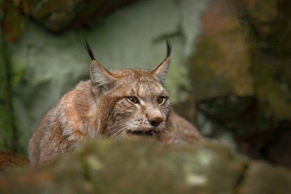 Rys ostrovid (Lynx lynx), Rys ostrovid (Lynx lynx) Eurasian Lynx, Autor: Ondřej Prosický | NaturePhoto.cz, Model: Canon EOS-1D X, Objektiv: Canon EF 400mm f/2.8 L IS USM II, fotografováno z ruky, Clona: 4.5, Doba expozice: 1/800 s, ISO: 2000, Kompenzace expozice: -2/3, Blesk: Ne, Vytvořeno: 13. dubna 2013 8:02:46, ochočená šelma, Herálec, Vysočina (Česko)