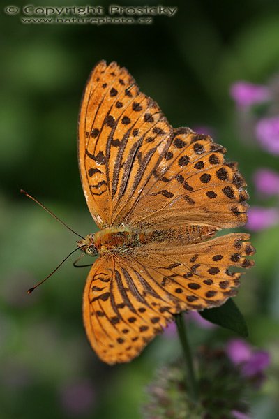 Perleťovec stříbropásek (Argynnis paphia), Autor: Ondřej Prosický, Model aparátu: Canon EOS 20D, Objektiv: Canon EF 100mm f/2.8 Macro USM, fotografováno z ruky, Ohnisková vzdálenost: 100.00 mm, Clona: 5.00, Doba expozice: 1/500 s, ISO: 200, Vyvážení expozice: -0.33, Blesk: Ne, Vytvořeno: 7. srpna 2005 13:01:05, NPR Koda, Český kras (ČR) 