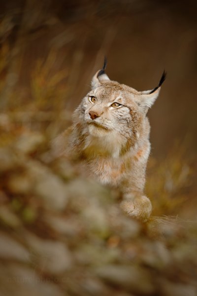 Rys ostrovid (Lynx lynx), Rys ostrovid (Lynx lynx) Eurasian Lynx, Autor: Ondřej Prosický | NaturePhoto.cz, Model: Canon EOS-1D X, Objektiv: Canon EF 400mm f/2.8 L IS USM II, fotografováno z ruky, Clona: 4.0, Doba expozice: 1/1000 s, ISO: 200, Kompenzace expozice: -2/3, Blesk: Ne, Vytvořeno: 13. dubna 2013 13:10:48, ochočená šelma, Herálec, Vysočina (Česko)