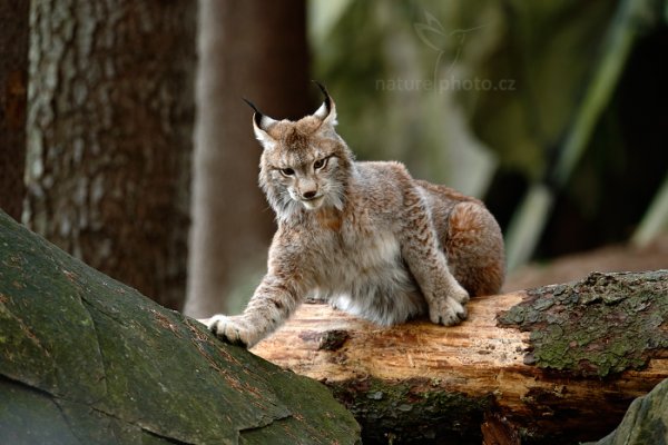 Rys ostrovid (Lynx lynx), Rys ostrovid (Lynx lynx) Eurasian Lynx, Autor: Ondřej Prosický | NaturePhoto.cz, Model: Canon EOS-1D X, Objektiv: Canon EF 400mm f/2.8 L IS USM II, fotografováno z ruky, Clona: 4.0, Doba expozice: 1/400 s, ISO: 1600, Kompenzace expozice: -2/3, Blesk: Ne, Vytvořeno: 13. dubna 2013 13:44:54, ochočená šelma, Herálec, Vysočina (Česko)