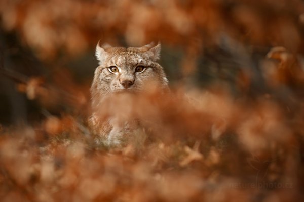 Rys ostrovid (Lynx lynx), Rys ostrovid (Lynx lynx) Eurasian Lynx, Autor: Ondřej Prosický | NaturePhoto.cz, Model: Canon EOS-1D X, Objektiv: Canon EF 400mm f/2.8 L IS USM II, fotografováno z ruky, Clona: 4.0, Doba expozice: 1/1600 s, ISO: 500, Kompenzace expozice: -2/3, Blesk: Ne, Vytvořeno: 13. dubna 2013 13:09:42, ochočená šelma, Herálec, Vysočina (Česko) 