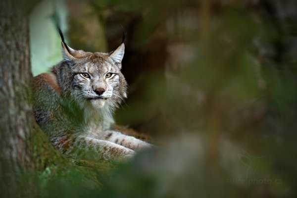 Rys ostrovid (Lynx lynx), Rys ostrovid (Lynx lynx) Eurasian Lynx, Autor: Ondřej Prosický | NaturePhoto.cz, Model: Canon EOS-1D X, Objektiv: Canon EF 400mm f/2.8 L IS USM II, fotografováno z ruky, Clona: 4.0, Doba expozice: 1/500 s, ISO: 1600, Kompenzace expozice: -2/3, Blesk: Ne, Vytvořeno: 13. dubna 2013 13:51:57, ochočená šelma, Herálec, Vysočina (Česko)