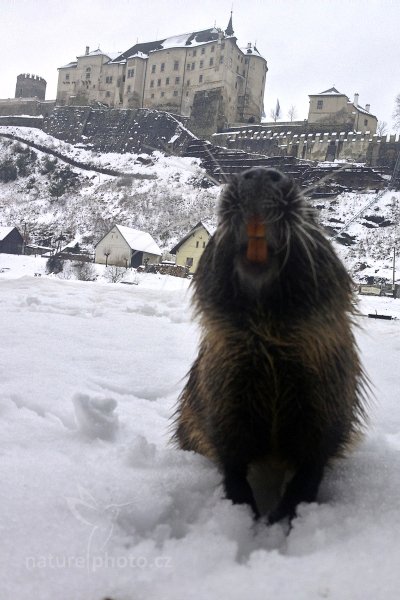 Nutrie říční (Myocastor coypus), Nutrie říční (Myocastor coypus) Nutria, Autor: Ondřej Prosický | NaturePhoto.cz, Model: iPhone 4S, Ohnisková vzdálenost (EQ35mm): 35 mm, fotografováno z ruky, Clona: 2.4, Doba expozice: 1/1042 s, ISO: 50, Blesk: Ne, Vytvořeno: 25. února 2013 13:10:51, Zeměpisná délka: 14° 55&#039; 43" V, Zeměpisná šířka: 49° 48&#039; 35" S, Nadmořská výška: 276.00 metrů, Český Šternberk (Česko) 