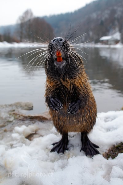 Nutrie říční (Myocastor coypus), Nutrie říční (Myocastor coypus) Nutria, Autor: Ondřej Prosický | NaturePhoto.cz, Model: Canon EOS 5D Mark II, Objektiv: Canon EF 24mm f/1.4 L USM II, fotografováno z ruky, Clona: 5.0, Doba expozice: 1/100 s, ISO: 400, Kompenzace expozice: +1/3, Blesk: Ne, Vytvořeno: 26. února 2013 15:55:37, Český Šternberk (Česko)