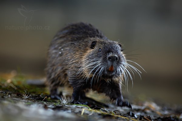 Nutrie říční (Myocastor coypus), Nutrie říční (Myocastor coypus) Nutria, Autor: Ondřej Prosický | NaturePhoto.cz, Model: Canon EOS 5D Mark II, Objektiv: Canon EF 200mm f/2.8 L USM, fotografováno z ruky, Clona: 3.2, Doba expozice: 1/100 s, ISO: 320, Kompenzace expozice: +2/3, Blesk: Ne, Vytvořeno: 26. února 2013 10:07:33, Český Šternberk (Česko)